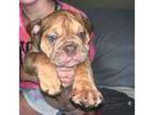 Olde English Bulldogge Puppy for sale in Mayfield, KY, USA