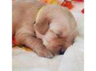 Golden Retriever Puppy for sale in Visalia, CA, USA