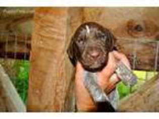 German Shorthaired Pointer Puppy for sale in Penhook, VA, USA