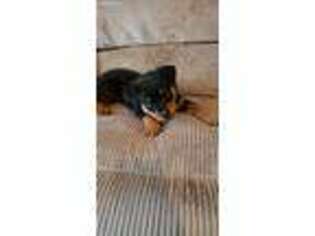 Rottweiler Puppy for sale in Mechanicsville, MD, USA