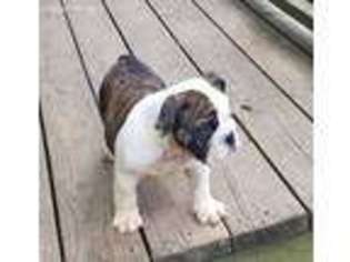 Bulldog Puppy for sale in Tollesboro, KY, USA
