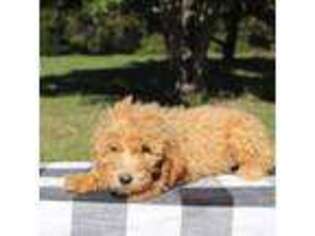Goldendoodle Puppy for sale in Thomaston, GA, USA