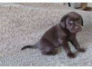 Labrador Retriever Puppy for sale in Roseboro, NC, USA