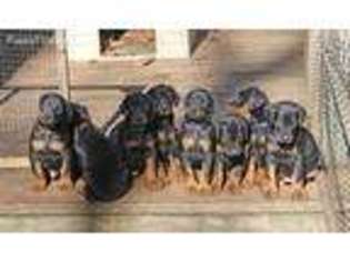 Doberman Pinscher Puppy for sale in Deep Gap, NC, USA