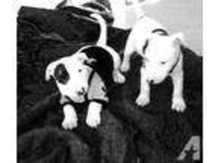 Bull Terrier Puppy for sale in SPRING VALLEY, CA, USA