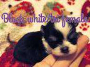 Chihuahua Puppy for sale in Motley, MN, USA