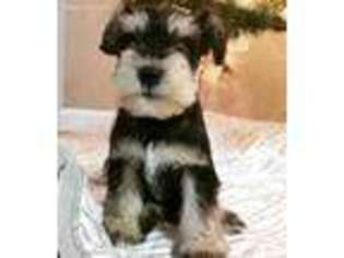 Mutt Puppy for sale in Greeneville, TN, USA