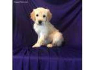 Golden Retriever Puppy for sale in New Orleans, LA, USA