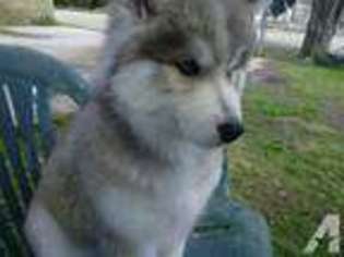 Siberian Husky Puppy for sale in SPARKS, NV, USA