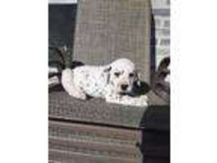 Dalmatian Puppy for sale in Grabill, IN, USA