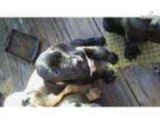 Mastiff Puppy for sale in Lecanto, FL, USA