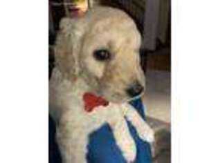 Goldendoodle Puppy for sale in Theodore, AL, USA