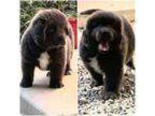 Newfoundland Puppy for sale in Troy, NC, USA