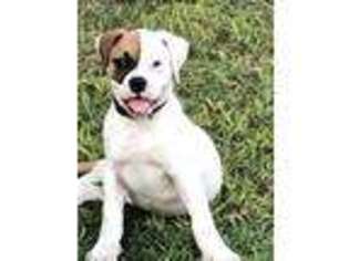 American Bulldog Puppy for sale in Grand Prairie, TX, USA