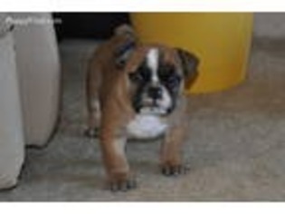 Bulldog Puppy for sale in Carthage, MS, USA