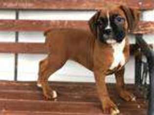 Boxer Puppy for sale in Halifax, VA, USA