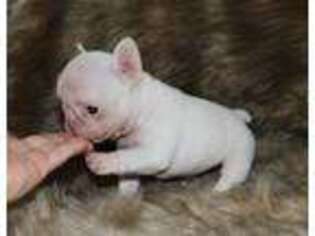 French Bulldog Puppy for sale in Oroville, CA, USA