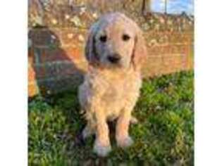 Goldendoodle Puppy for sale in King William, VA, USA