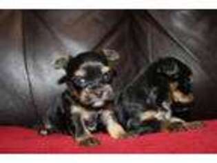 Yorkshire Terrier Puppy for sale in Andrews, TX, USA