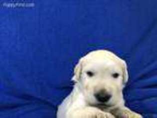 Goldendoodle Puppy for sale in Glasgow, KY, USA