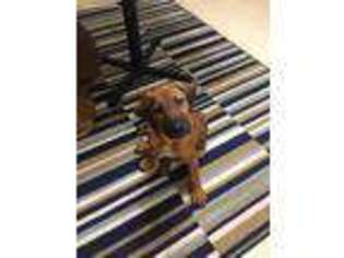 Rhodesian Ridgeback Puppy for sale in New Hampton, IA, USA