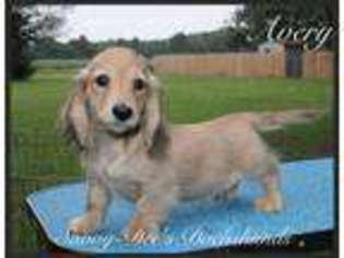 Dachshund Puppy for sale in Searcy, AR, USA