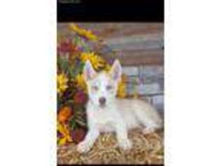 Siberian Husky Puppy for sale in Center Ridge, AR, USA