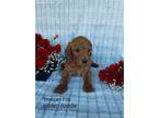 Goldendoodle Puppy for sale in Wellston, OH, USA