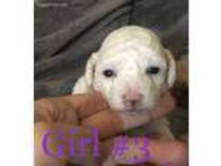 Mutt Puppy for sale in Waverly, MO, USA