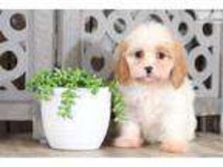 Cavachon Puppy for sale in Columbus, OH, USA