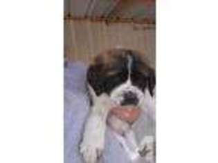 Saint Bernard Puppy for sale in MANDEVILLE, LA, USA