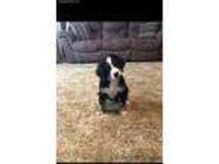Bernese Mountain Dog Puppy for sale in Clarence, MO, USA