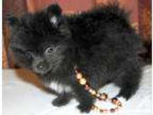 Pomeranian Puppy for sale in MACON, MS, USA