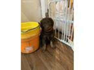 Labradoodle Puppy for sale in Rice Lake, WI, USA