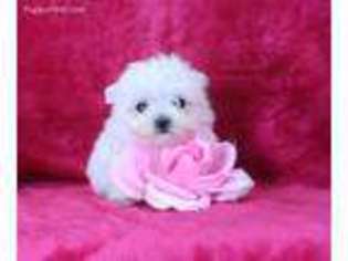 Maltese Puppy for sale in Butler, MO, USA