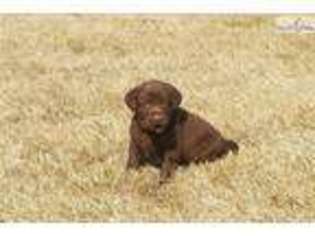 Labrador Retriever Puppy for sale in Fargo, ND, USA