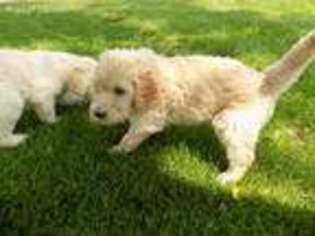 Goldendoodle Puppy for sale in New Bethlehem, PA, USA