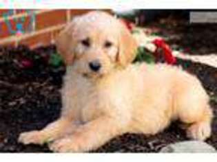 Labradoodle Puppy for sale in Lancaster, PA, USA