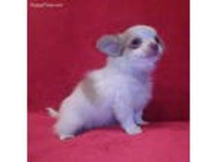 Chihuahua Puppy for sale in Hellertown, PA, USA