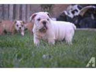 Bulldog Puppy for sale in LYNWOOD, CA, USA
