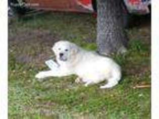 Great Pyrenees Puppy for sale in Nettleton, MS, USA