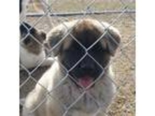 Akita Puppy for sale in Selma, NC, USA
