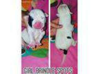 American Bulldog Puppy for sale in Jayess, MS, USA