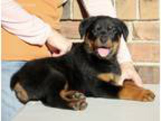 Rottweiler Puppy for sale in Reeds Spring, MO, USA
