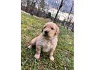 Golden Retriever Puppy for sale in Clarkesville, GA, USA