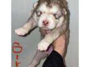 Alaskan Malamute Puppy for sale in Kennesaw, GA, USA