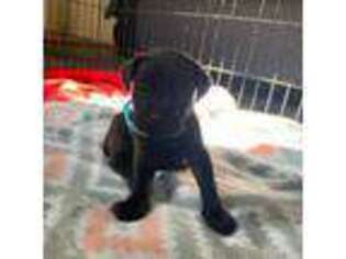 Cane Corso Puppy for sale in Norfolk, VA, USA