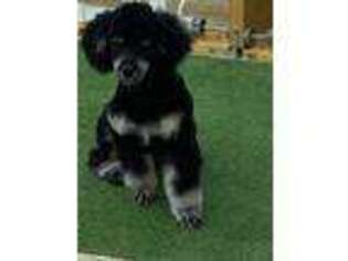 Mutt Puppy for sale in Lewistown, MT, USA