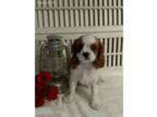 Cavalier King Charles Spaniel Puppy for sale in Wolcottville, IN, USA