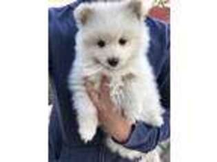American Eskimo Dog Puppy for sale in Banning, CA, USA